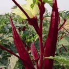 12 PCS Seeds Red Okra Organic 12 PCS Seeds Red Okra Organic
