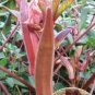 12 PCS Seeds Red Okra Organic