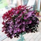 100 PCS Seeds Red Oxalis 100 PCS Seeds Red Oxalis