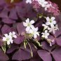 100 PCS Seeds Red Oxalis