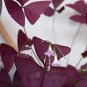 100 PCS Seeds Red Oxalis