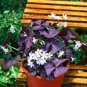 100 PCS Seeds Red Oxalis