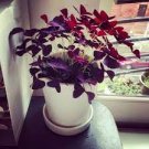 100 PCS Seeds Red Oxalis Wood sorrel Flower Oxalis Purple Shamrock 100 PCS Seeds Red Oxalis Wood sorrel Flower Oxalis Purple Shamrock