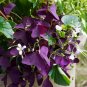 100 PCS Seeds Red Oxalis Wood sorrel Flower Oxalis Purple Shamrock