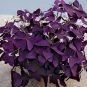 100 PCS Seeds Red Oxalis Wood sorrel Flower Oxalis Purple Shamrock