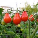 20 PCS Seeds Red Pear Cherry Tomato, Edible Organic Tomatoes
