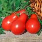 20 PCS Seeds Red Pear Cherry Tomato, Edible Organic Tomatoes