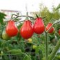 20 PCS Seeds Red Pear Cherry Tomato, Edible Organic Tomatoes