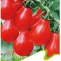 20 PCS Seeds Red Pear Cherry Tomato, Edible Organic Tomatoes