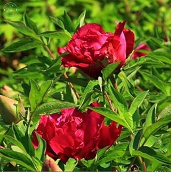 8 PCS Seeds Red Peony Paeonia Suffruticosa