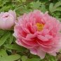 8 PCS Seeds Red Peony Paeonia Suffruticosa