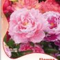 8 PCS Seeds Red Peony Paeonia Suffruticosa