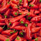 500 PCS Seeds Red Pickled Bubble Hot Chili Peppers