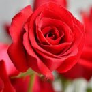50 PCS Seeds Red Pink Rose Flowers