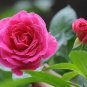 50 PCS Seeds Red Pink Rose Flowers