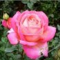 50 PCS Seeds Red Pink Rose Flowers