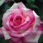 50 PCS Seeds Red Pink Rose Flowers