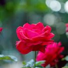 50 PCS Seeds Red Polyantha Rose Multiflora Plant Flower