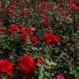50 PCS Seeds Red Polyantha Rose Multiflora Plant Flower