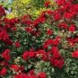 50 PCS Seeds Red Polyantha Rose Multiflora Plant Flower