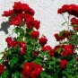 50 PCS Seeds Red Polyantha Rose Multiflora Plant Flower