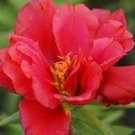 100 PCS Seeds Red Portulaca Grandiflora Seeds Homegrown Moss Rose Sun Plant Flowers 100 PCS Seeds Red Portulaca Grandiflora Seeds Homegrown Moss Rose Sun Plant Flowers