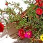 100 PCS Seeds Red Portulaca Grandiflora Seeds Homegrown Moss Rose Sun Plant Flowers