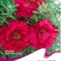 100 PCS Seeds Red Portulaca Grandiflora Seeds Homegrown Moss Rose Sun Plant Flowers