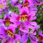 30 PCS Seeds Red Purple Schizanthus Flower, mixed angel wings poor man's orchid