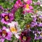 30 PCS Seeds Red Purple Schizanthus Flower, mixed angel wings poor man's orchid