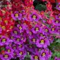 30 PCS Seeds Red Purple Schizanthus Flower, mixed angel wings poor man's orchid