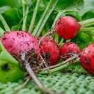 50 PCS Seeds Red Radish 'Da Hongpao' Round Organic Vegetable 50 PCS Seeds Red Radish 'Da Hongpao' Round Organic Vegetable