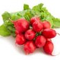 50 PCS Seeds Red Radish 'Da Hongpao' Round Organic Vegetable