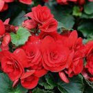 20 PCS Seeds Red Rieger Begonias