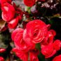 20 PCS Seeds Red Rieger Begonias