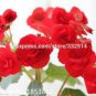 20 PCS Seeds Red Rieger Begonias