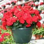20 PCS Seeds Red Rieger Begonias