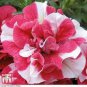 100 PCS Seeds Red Ripple Petunia Annual Flowers