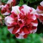 100 PCS Seeds Red Ripple Petunia Annual Flowers