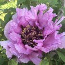 5 PCS Seeds Red Rockii Tree Peony Garden Flowers
