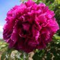 5 PCS Seeds Red Rockii Tree Peony Garden Flowers
