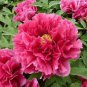 5 PCS Seeds Red Rockii Tree Peony Garden Flowers