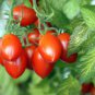 20 PCS Seeds Red Roma Cherry Tomato, Edible Organic Fruits