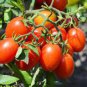 20 PCS Seeds Red Roma Cherry Tomato, Edible Organic Fruits