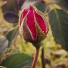 50 PCS Seeds Red Rose Bud Bonsai Flowers 50 PCS Seeds Red Rose Bud Bonsai Flowers