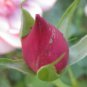 50 PCS Seeds Red Rose Bud Bonsai Flowers