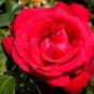 50 PCS Seeds Red Rose with Light Pink Strip Chinese Rose Shrub Flower