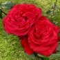 50 PCS Seeds Red Rose with Light Pink Strip Chinese Rose Shrub Flower