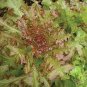 30 PCS Seeds Red Salad Bowl Leaf Lettuce