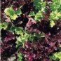 30 PCS Seeds Red Salad Bowl Leaf Lettuce